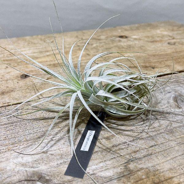 観葉植物　チランジア：チャペウエンシス *エアープランツ
