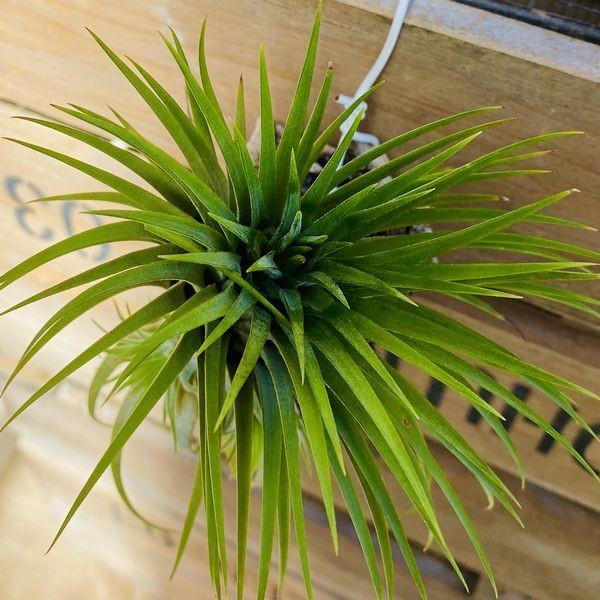 観葉植物 チランジア：イオナンタ ギガンテ コルク仕立て*エアー
