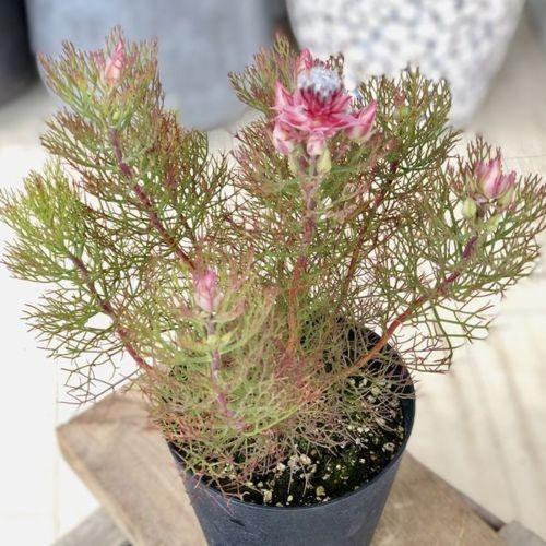 時間指定不可 おしゃれ 希少品種 観葉植物 オーストラリアンプランツ ジョーイセルリア カルメン 再入荷しました コンビニ受取対応商品 Southerncollegeofhealthsciences Com