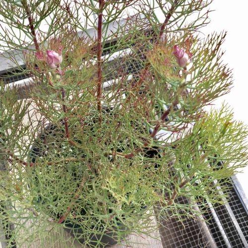 おしゃれ 希少品種 観葉植物 オーストラリアンプランツ ジョーイセルリア カルメン F4816v 遊恵盆栽 Yahoo 店 通販 Yahoo ショッピング