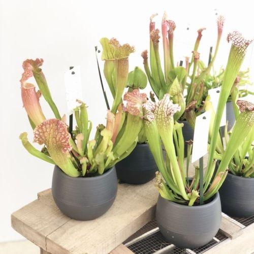 おしゃれ 観葉植物 食虫植物：選べるサラセニア*Sarracenia フィラ