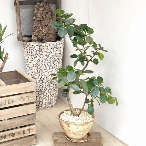 観葉植物：フィカス シルバーリーフ*ツグミポット 受皿付 大型ヤマト便