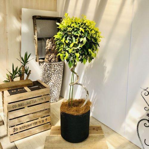 おしゃれ 観葉植物 ガジュマル ゴールドリーフ らせん仕立て 鉢カバー付き ヤシ飾り 大型佐川急便 Sale F47v 遊恵盆栽 Yahoo 店 通販 Yahoo ショッピング