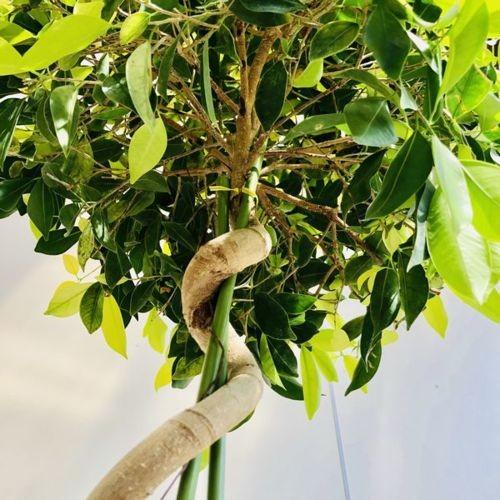 おしゃれ 観葉植物：ガジュマル ゴールドリーフ らせん仕立て*鉢カバー