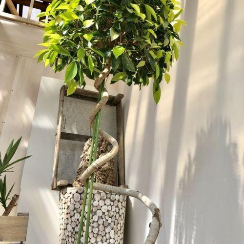 おしゃれ 観葉植物：ガジュマル ゴールドリーフ らせん仕立て*鉢カバー