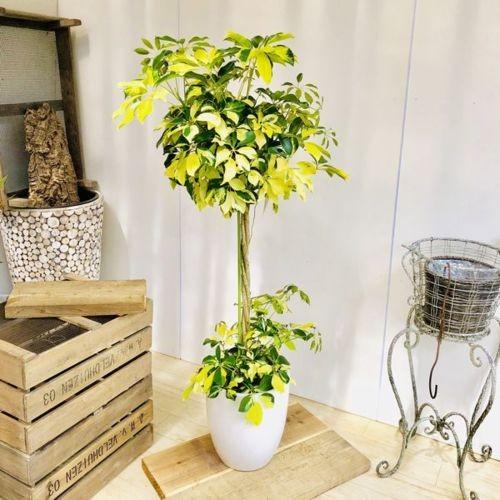 おしゃれ 観葉植物：シェフレラ ホンコン ゴールドリーフ スタンド