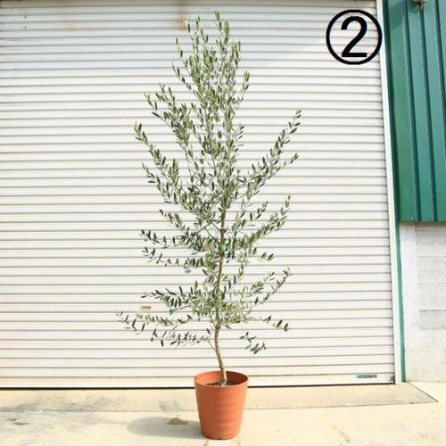 超特良！盆栽仕立て オリーブ 観葉植物 シンボルツリー 超特良！盆栽仕立て オリーブ 観葉植物 シンボルツリー