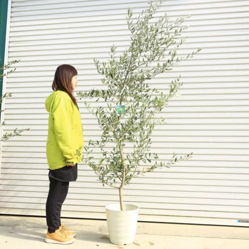 おしゃれ 観葉植物 シンボルツリー：オリーブの木 ベランダ 10号白鉢