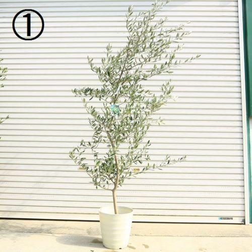 おしゃれ 観葉植物 シンボルツリー：オリーブの木 ベランダ 10号白鉢