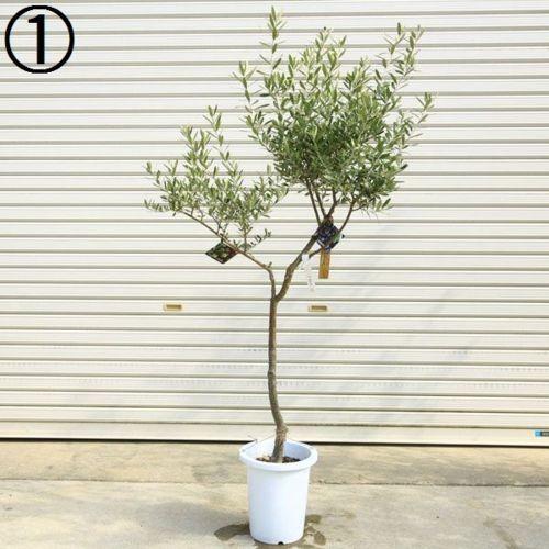 おしゃれ 観葉植物 シンボルツリー:オリーブの木 Oli-me SOUJU おしゃれ 観葉植物 シンボルツリー:オリーブの木 Oli-me SOUJU
