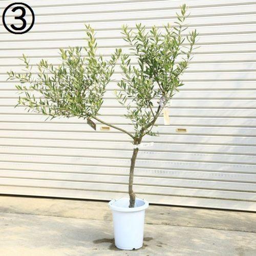 おしゃれ 観葉植物 シンボルツリー：オリーブの木 Oli-me SOUJU（創樹