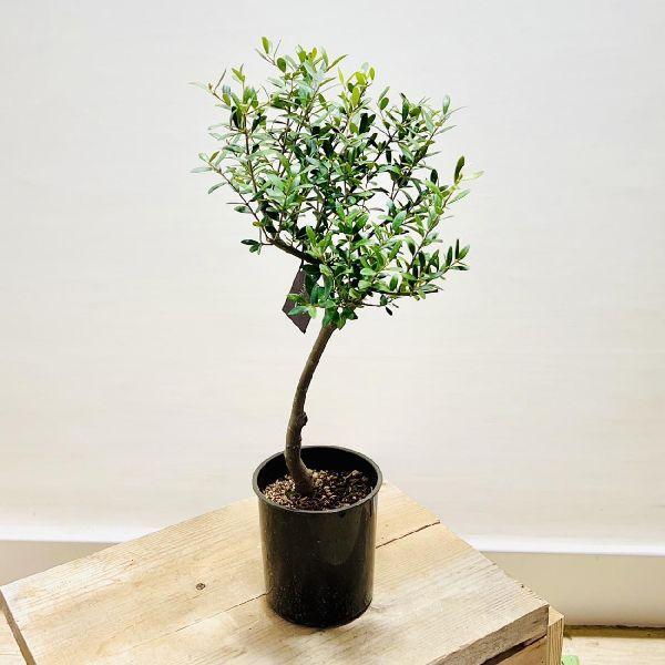 おしゃれ 観葉植物：オリーブの木 5号*SOUJU（創樹)*プラポット