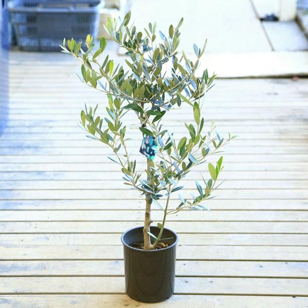 オリーブの木 SOUJU シプレッチーノ② オリーブの木 チプレッシーノ SOUJU 9号鉢植え 古木