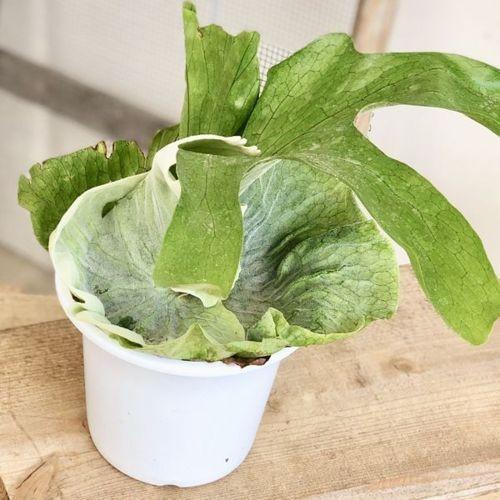 再入荷しました おしゃれ 観葉植物 ビカクシダ コウモリラン グランデ プラポット F4842v 遊恵盆栽 Yahoo 店 通販 Yahoo ショッピング