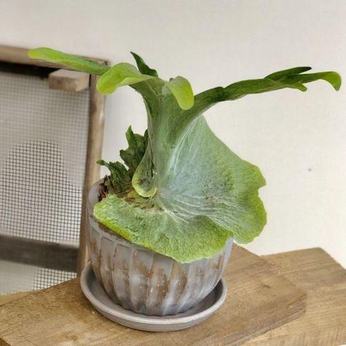 おしゃれ 観葉植物 ビカクシダ コウモリラン グランデ 鉢植え 受皿付 F4844v 遊恵盆栽 Yahoo 店 通販 Yahoo ショッピング