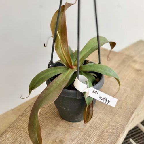 観葉植物 食虫植物：ウツボカズラ*ネペンテス ネペンシス 吊り鉢 【再