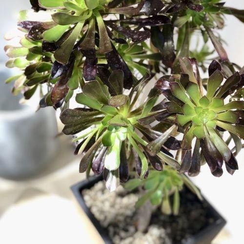おしゃれ 観葉植物 多肉植物：アエオニウム 黒法師 サンシモン*モダン