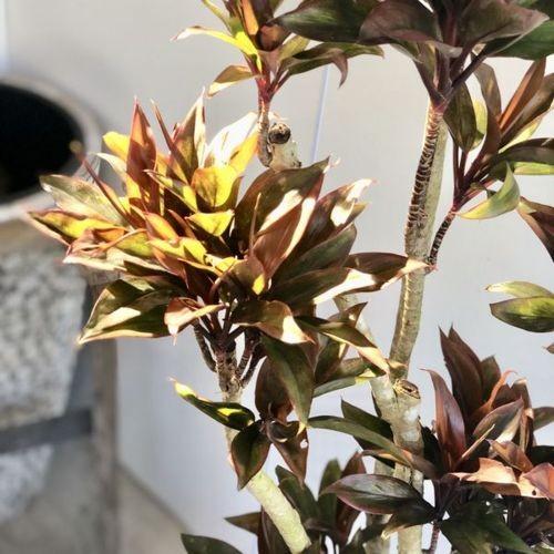 おしゃれ 観葉植物 ドラセナ パープルコンパクタ 陶器鉢 受皿付 バークチップ 大型佐川便 Sale F4864v 遊恵盆栽 Yahoo 店 通販 Yahoo ショッピング