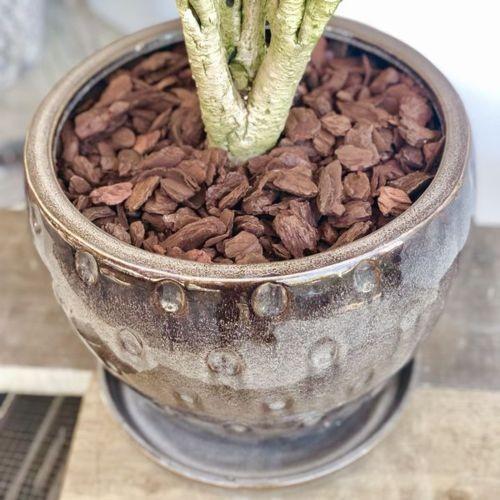おしゃれ 観葉植物：ドラセナ パープルコンパクタ*陶器鉢 受皿付