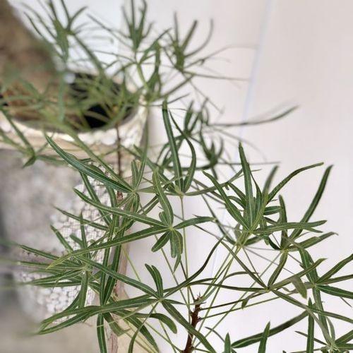 観葉植物 希少品種：ブラキキトン ボトルツリー*角プラポット 現品