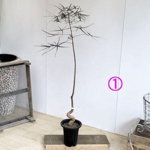 観葉植物 希少品種 ブラキキトン ボトルツリー プラポット 現品 大型佐川急便 Sale F4875v 遊恵盆栽 Yahoo 店 通販 Yahoo ショッピング