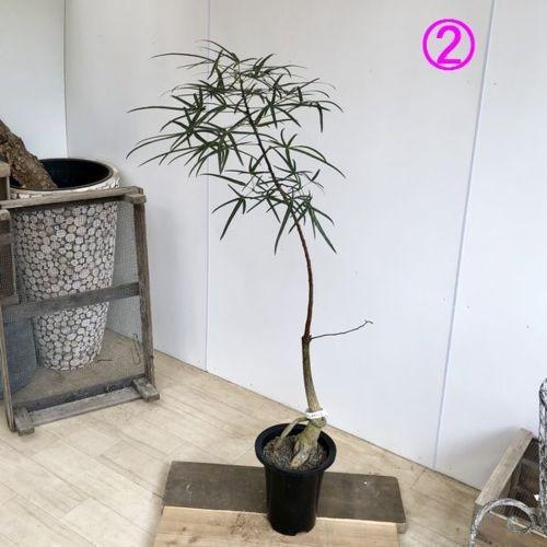 観葉植物 ブラキキトン 180cm 観葉植物 希少品種：ブラキキトン ボトルツリー*プラポット 現品 大型