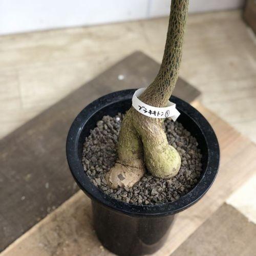 観葉植物 希少品種：ブラキキトン ボトルツリー*プラポット 現品 大型