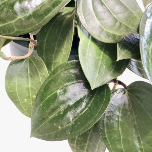 おしゃれ 観葉植物 多肉植物：ホヤ グラブラ*吊り鉢 : 遊恵盆栽 Yahoo