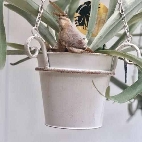 おしゃれ 観葉植物：ビカクシダ コウモリラン ビーチー*ブリキの吊り