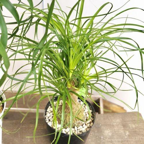 観葉植物：ボーカルニア ノリナ(トックリラン)*4号 : 遊恵盆栽 Yahoo