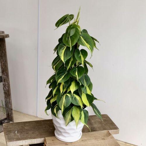 おしゃれ 観葉植物 オキシカルジューム ブラジル 陶器鉢 受皿付 F4906v 遊恵盆栽 Yahoo 店 通販 Yahoo ショッピング