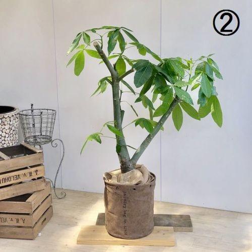 【日本未発売】 観葉植物：パキラ　鉢カバー付き*麻布飾り　大型佐川急便　現品　SALE 【H2455199821】(15708円)