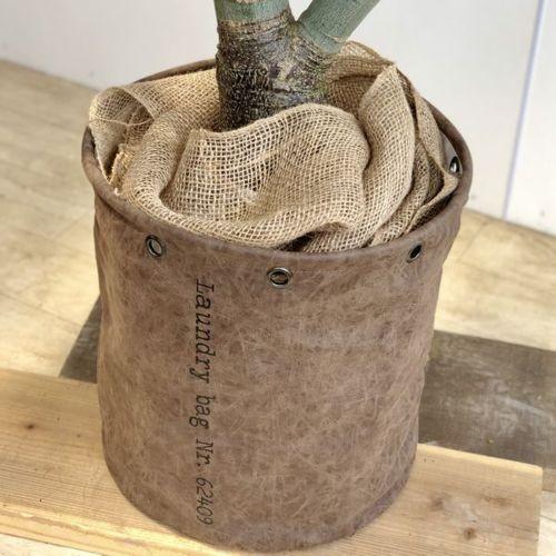 【日本未発売】 観葉植物：パキラ　鉢カバー付き*麻布飾り　大型佐川急便　現品　SALE 【H2455199821】(15708円)