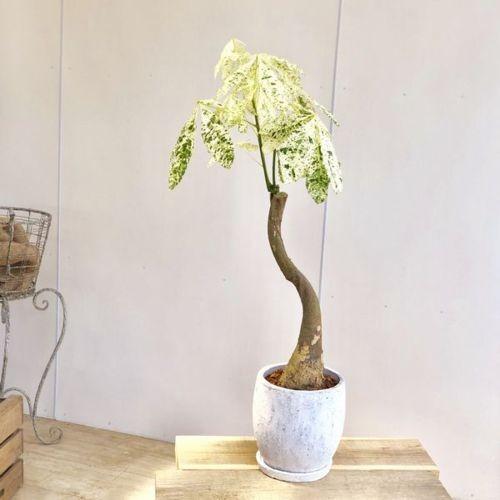 観葉植物 斑入りパキラ ミルキーウェイ ロキシーボウルl 受皿付 バークチップ 大型ヤマト便 F4918v 遊恵盆栽 Yahoo 店 通販 Yahoo ショッピング