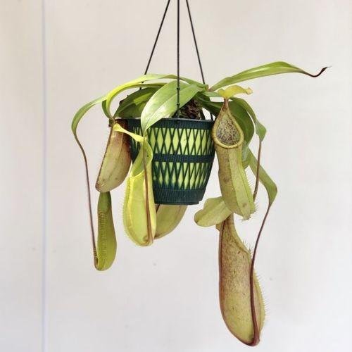 食虫植物：ウツボカズラ(ネペンテス)“ルイーザ”*吊り鉢 : 遊恵盆栽