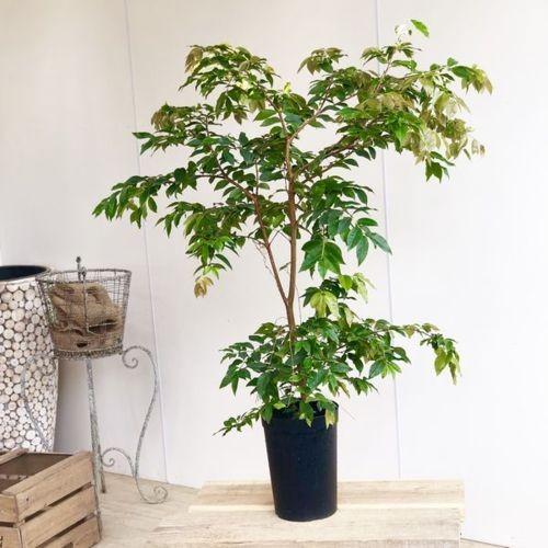 果樹 観葉植物：ジャボチカバ*プラポット : 遊恵盆栽 Yahoo!店 - 通販