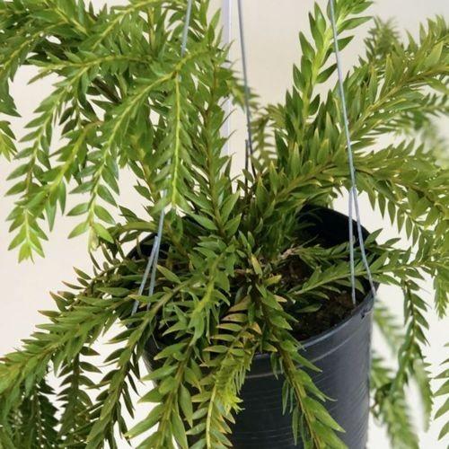フペルジア フレグマリオイデス 吊り鉢 観葉植物:フペルジア フレグマリオイデス*吊り鉢 : 遊恵盆栽