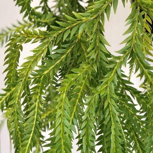 フペルジア フレグマリオイデス 吊り鉢 フペルジア・フレグマリオイデス XL - 植物と暮らす m-plant