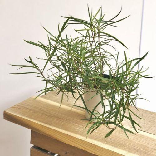 アリ植物 観葉植物 ヒドノフィツム ペランガスツム F4929v 遊恵盆栽 Yahoo 店 通販 Yahoo ショッピング