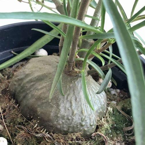 アリ植物 観葉植物 ヒドノフィツム ペランガスツム F4929v 遊恵盆栽 Yahoo 店 通販 Yahoo ショッピング