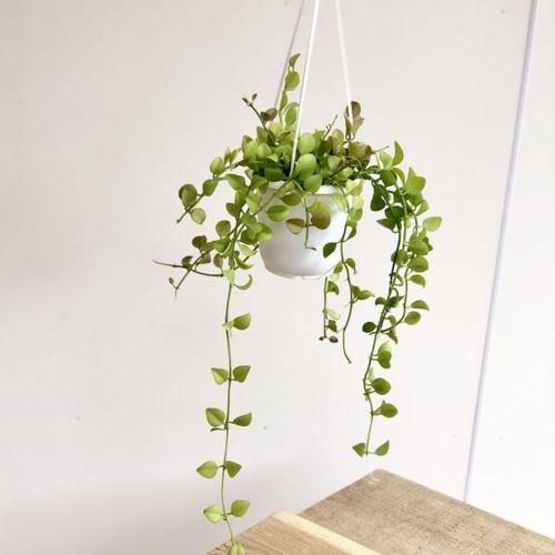 観葉植物：ディスキディア ミルネイ “吊り鉢 : 遊恵盆栽 Yahoo!店
