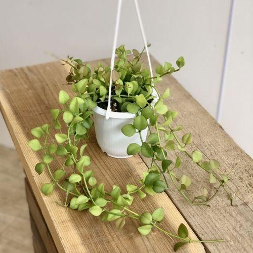 観葉植物：ディスキディア ミルネイ “吊り鉢 : 遊恵盆栽 Yahoo!店