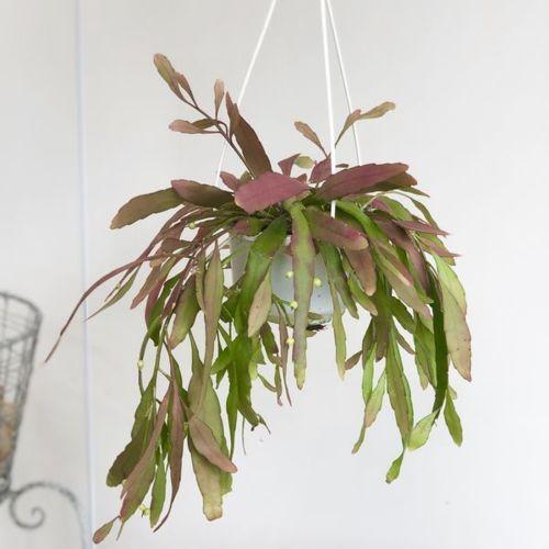 おしゃれ 観葉植物 多肉植物 リプサリス ラムローサ 吊り鉢 5号 F4932v 遊恵盆栽 Yahoo 店 通販 Yahoo ショッピング