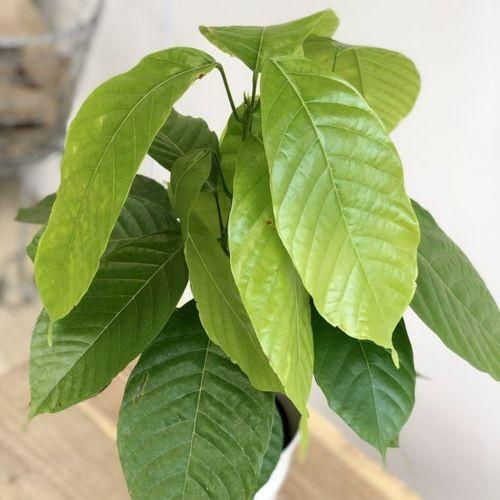 果樹 観葉植物：チョコレート カカオの木* : 遊恵盆栽 Yahoo!店