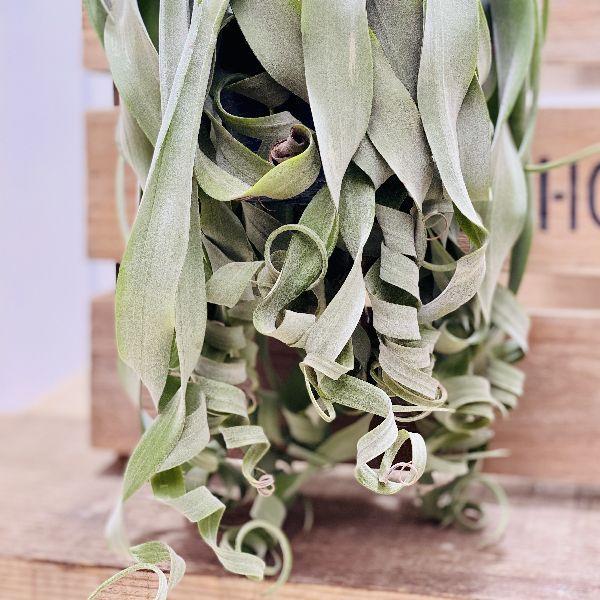 おしゃれ 観葉植物 チランジア ストレプトフィラ Lサイズ エアープランツ 現品 F4947v 遊恵盆栽 Yahoo 店 通販 Yahoo ショッピング