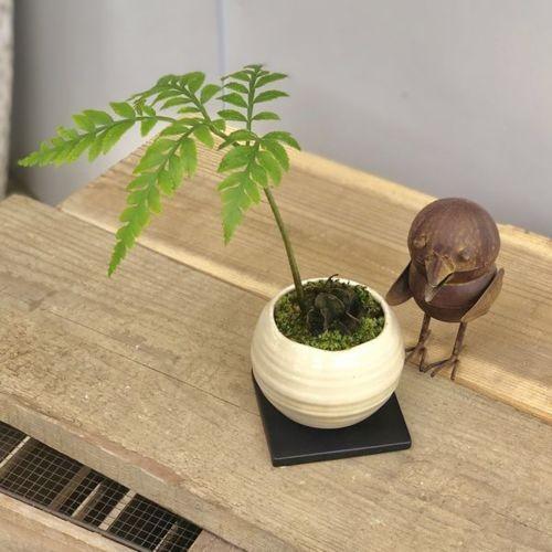 おしゃれ 観葉植物 シダ植物：苔付きリュウビンタイ 鉢植え*受皿付 