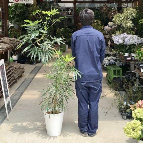 おしゃれ 観葉植物 ジャンボ アラレア セラアート 現品 大型佐川急便配送 Sale F4976v 遊恵盆栽 Yahoo 店 通販 Yahoo ショッピング