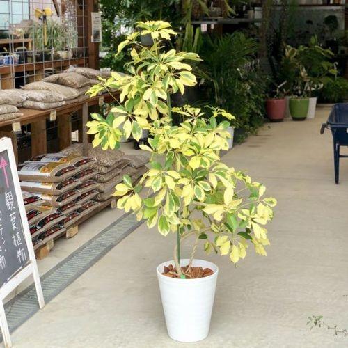 おしゃれ 観葉植物：シェフレラ ホンコン ゴールドリーフ*セラアート