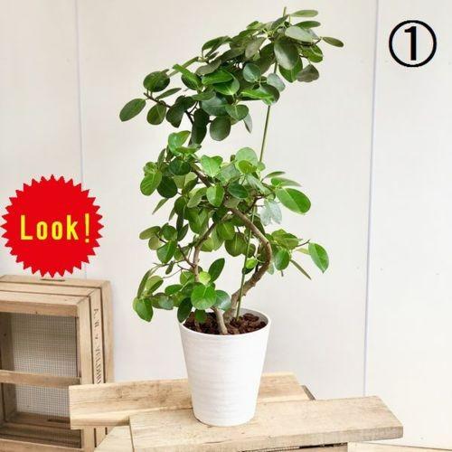 おしゃれ 観葉植物：フィカス シルバーリーフ*セラアート 現品 大型