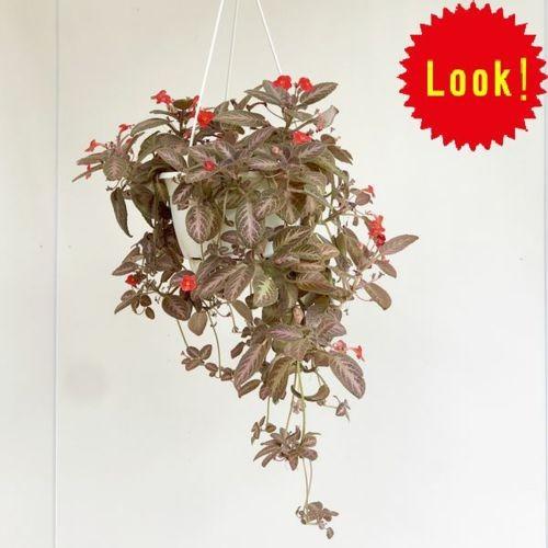 観葉植物：エピスシア クプレアータ*ベニギリソウ（紅桐草） 吊り鉢